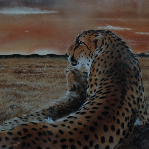 596 - Stella Quayle - Pastels, study of leopards. 56x68cm overall. Framed.