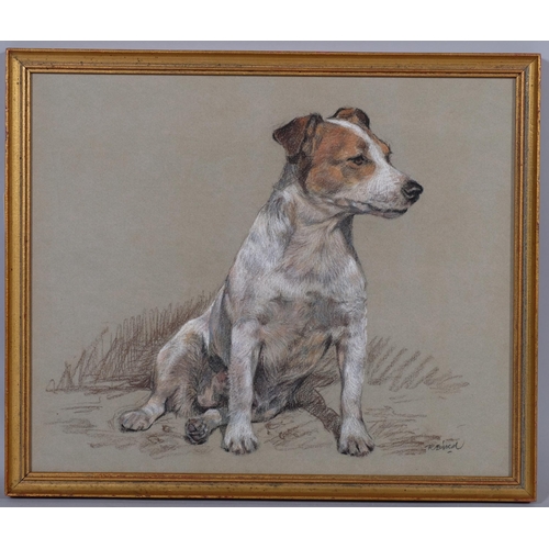 568 - Portrait of a Jack Russell Terrier, coloured pastels on green paper, indistinctly signed, 31cm x 37c... 