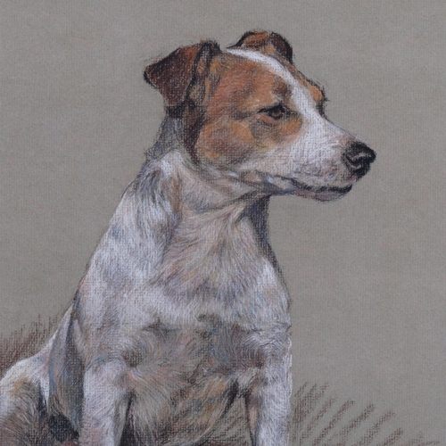 568 - Portrait of a Jack Russell Terrier, coloured pastels on green paper, indistinctly signed, 31cm x 37c... 