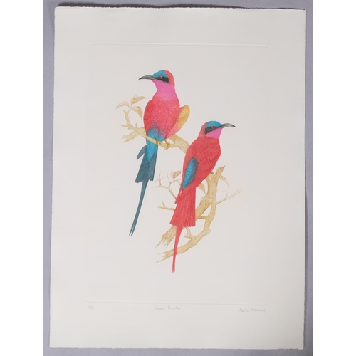 636 - Martin Woodcock, exotic birds, pair of hand coloured etchings, signed in pencil, plate 58cm x 41cm, ... 