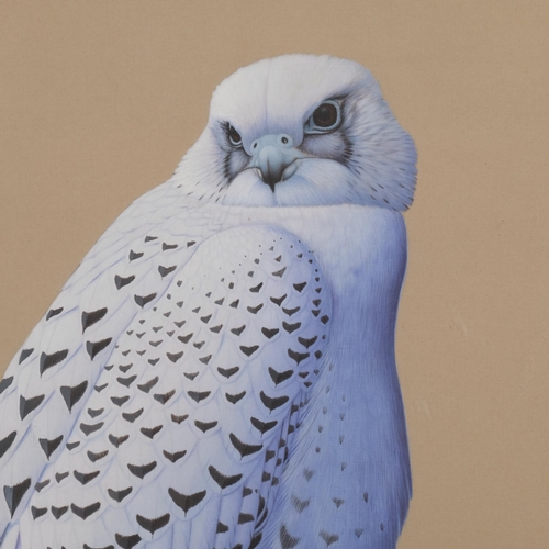 528 - Hyper realistic study of a goshawk on a rock, watercolour on paper, unsigned, 37cm x 42cm, framed