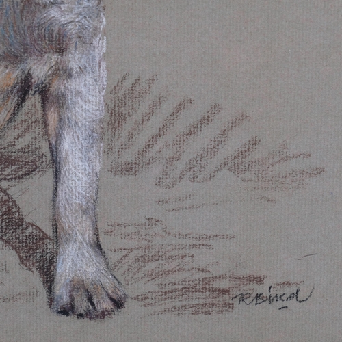 568 - Portrait of a Jack Russell Terrier, coloured pastels on green paper, indistinctly signed, 31cm x 37c... 