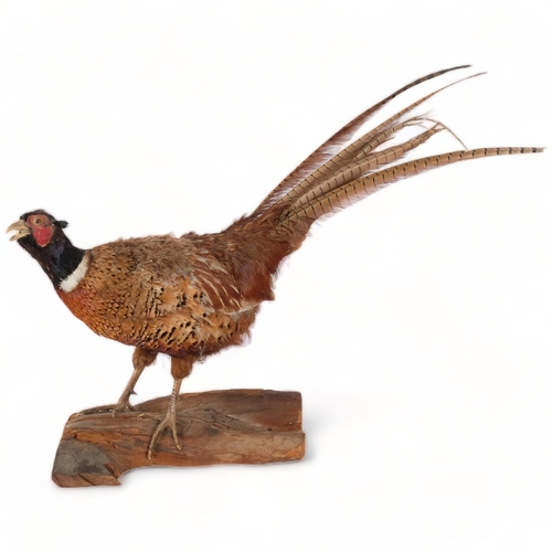 103 - TAXIDERMY - a study of a pheasant on naturalistic stand