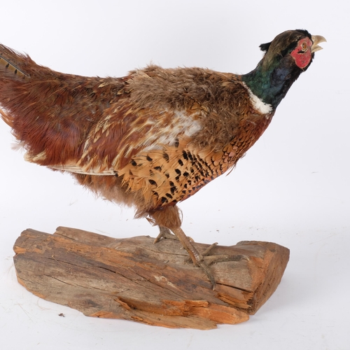 103 - TAXIDERMY - a study of a pheasant on naturalistic stand