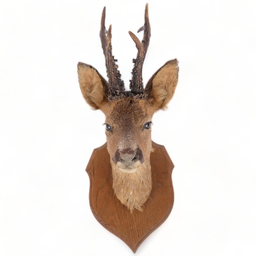 104 - TAXIDERMY - a roe deer's head, on oak shield plaque