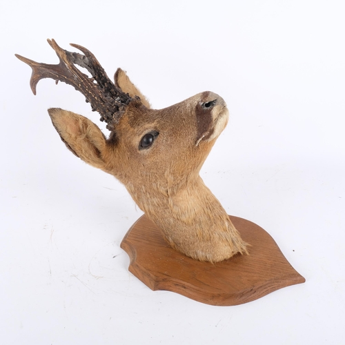 104 - TAXIDERMY - a roe deer's head, on oak shield plaque