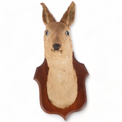 105 - TAXIDERMY - a roe deer's head, on a mahogany shield plaque