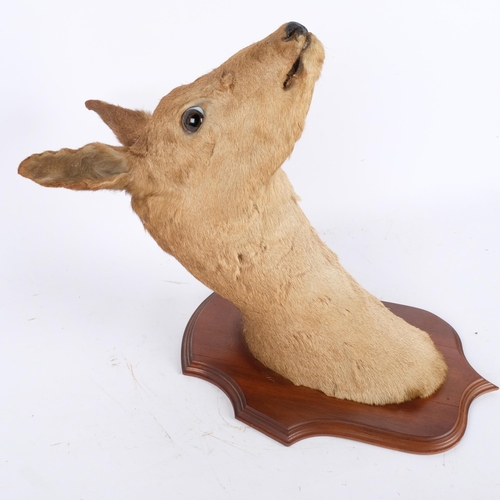 105 - TAXIDERMY - a roe deer's head, on a mahogany shield plaque