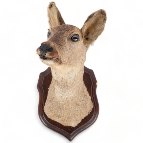 106 - TAXIDERMY - a deer's head, mounted on a shield plaque