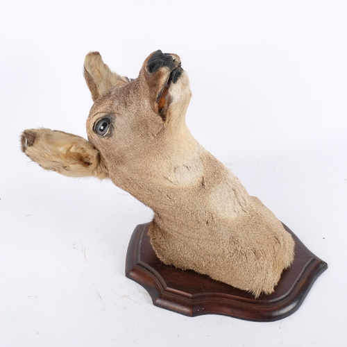 106 - TAXIDERMY - a deer's head, mounted on a shield plaque