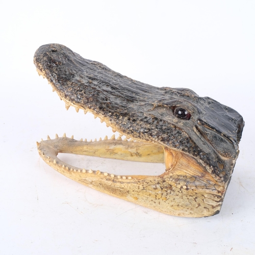 303 - A composite model of an alligator's head, with glass eyes, L28cm