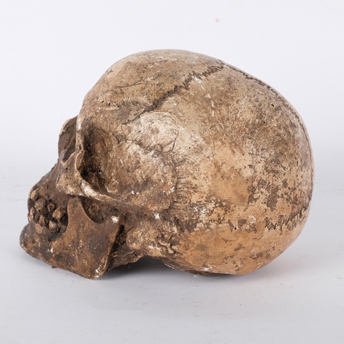 671 - A painted plaster model skull, H14cm