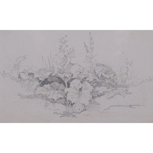 638 - John White Abbott (1763-1851), pencil on paper, Plant Study, 10.7cm x 17.3cm, mounted, glazed and fr... 