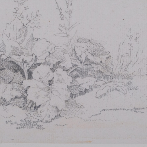 638 - John White Abbott (1763-1851), pencil on paper, Plant Study, 10.7cm x 17.3cm, mounted, glazed and fr... 