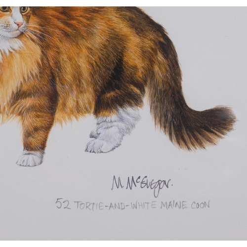 656 - Mary McGregor (XX-XX1), watercolour on paper, Tortie and White Maine Coon, signed lower right, 15cm ... 