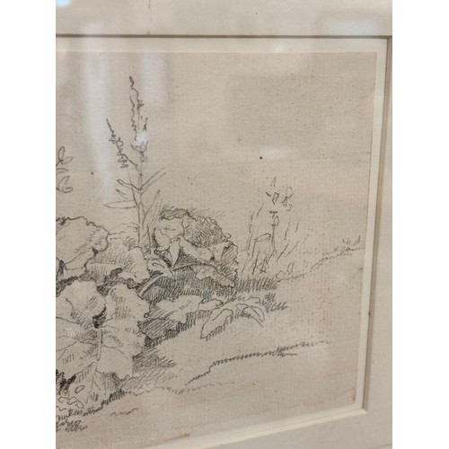 638 - John White Abbott (1763-1851), pencil on paper, Plant Study, 10.7cm x 17.3cm, mounted, glazed and fr... 