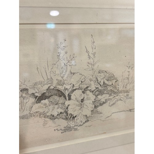 638 - John White Abbott (1763-1851), pencil on paper, Plant Study, 10.7cm x 17.3cm, mounted, glazed and fr... 