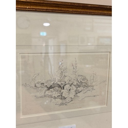 638 - John White Abbott (1763-1851), pencil on paper, Plant Study, 10.7cm x 17.3cm, mounted, glazed and fr... 