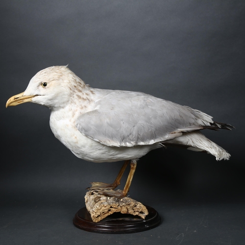 103 - Taxidermy - a European Herring Gull (Larus argentatus) full mount, forward facing, slight lean to le... 