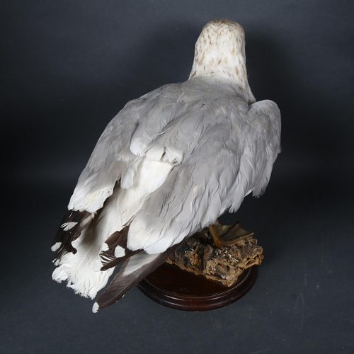 103 - Taxidermy - a European Herring Gull (Larus argentatus) full mount, forward facing, slight lean to le... 