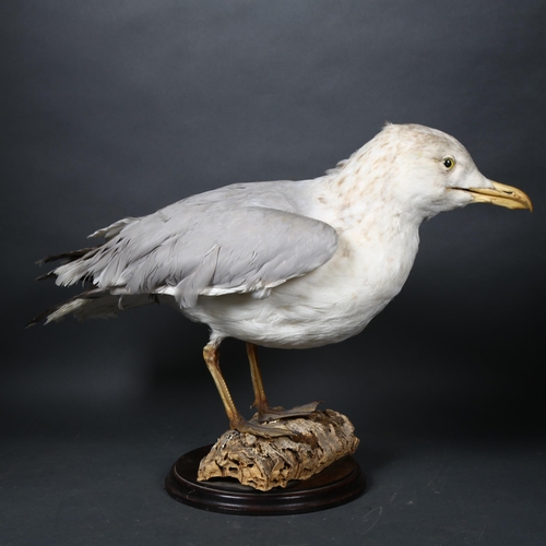 103 - Taxidermy - a European Herring Gull (Larus argentatus) full mount, forward facing, slight lean to le... 