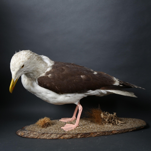 104 - Taxidermy - a Great Black-backed Gull (Larus marinus), full mount, left side facing, head leaning do... 