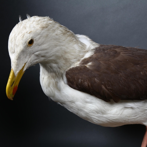 104 - Taxidermy - a Great Black-backed Gull (Larus marinus), full mount, left side facing, head leaning do... 