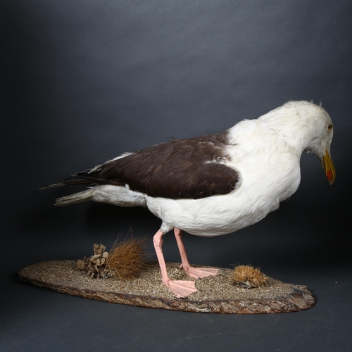 104 - Taxidermy - a Great Black-backed Gull (Larus marinus), full mount, left side facing, head leaning do... 