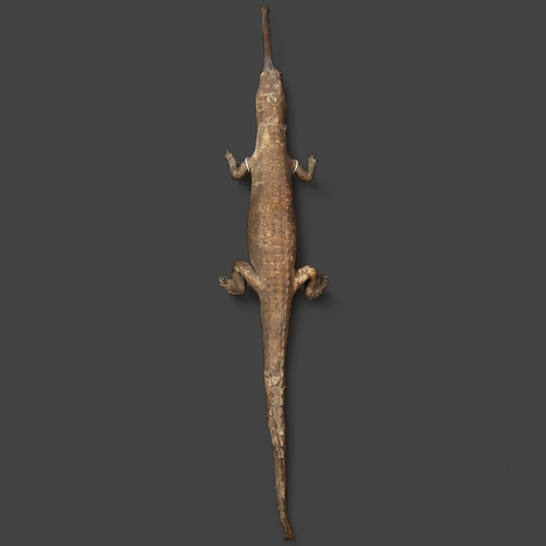 105 - Taxidermy - a Gharial also known as a Gavial, fish-eating crocodile full body mount, length 88cm.
CI... 