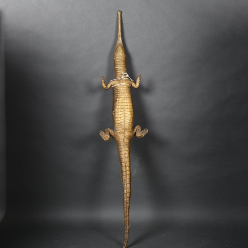 105 - Taxidermy - a Gharial also known as a Gavial, fish-eating crocodile full body mount, length 88cm.
CI... 