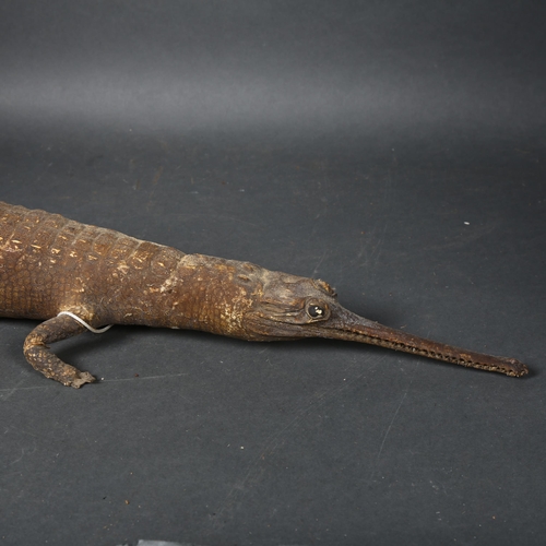 105 - Taxidermy - a Gharial also known as a Gavial, fish-eating crocodile full body mount, length 88cm.
CI... 