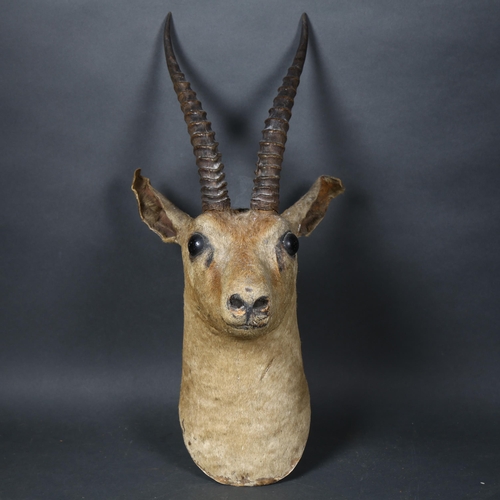 107 - Taxidermy - a Gazelle, head mount, facing forwards, pencil inscription on reverse of mount, 