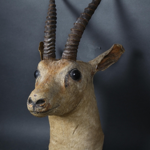 107 - Taxidermy - a Gazelle, head mount, facing forwards, pencil inscription on reverse of mount, 