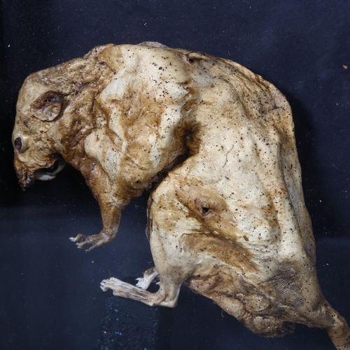 108 - Taxidermy - a Mummified Rat in glazed case. A naturally found and mummified rat. Mounted in an antiq... 