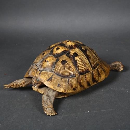 109 - Taxidermy - an antique Greek Tortoise, full body mount, glass eyes, legs spread, head slightly retra... 