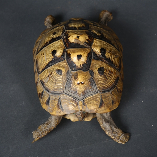 109 - Taxidermy - an antique Greek Tortoise, full body mount, glass eyes, legs spread, head slightly retra... 