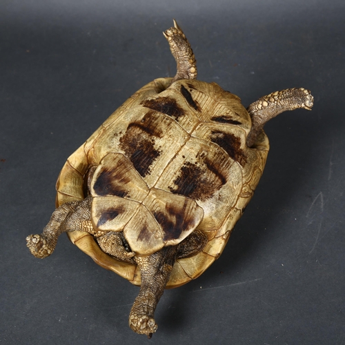 109 - Taxidermy - an antique Greek Tortoise, full body mount, glass eyes, legs spread, head slightly retra... 