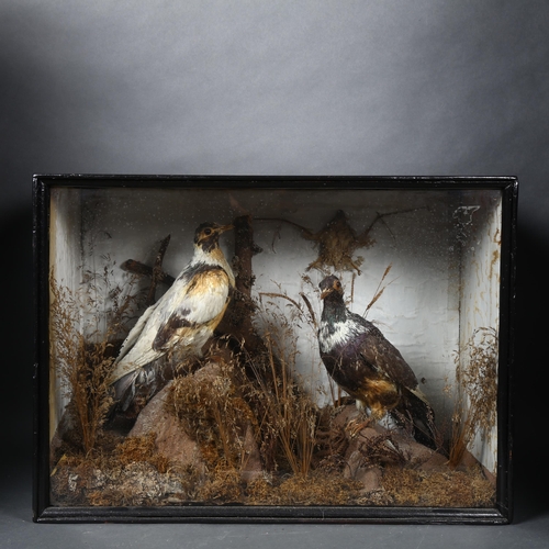 111 - Taxidermy - a pair of Domestic Rock Pigeons, full adult mounts, colour variants, naturalistic backgr... 