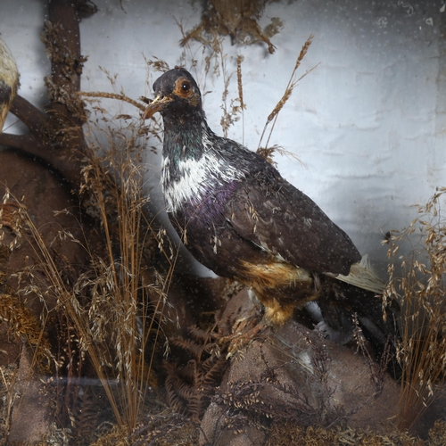 111 - Taxidermy - a pair of Domestic Rock Pigeons, full adult mounts, colour variants, naturalistic backgr... 