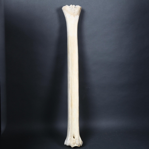 123 - Taxidermy - a Giraffe Leg Bone. The cannon (lower leg) bone of a Southern Giraffe (Giraffa giraffa),... 