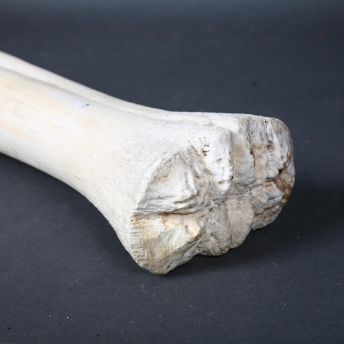 123 - Taxidermy - a Giraffe Leg Bone. The cannon (lower leg) bone of a Southern Giraffe (Giraffa giraffa),... 