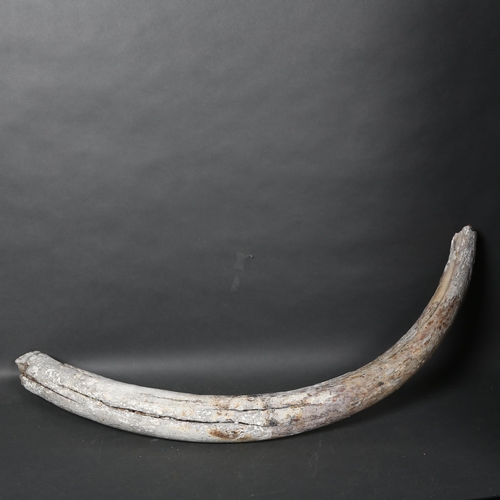 124 - Taxidermy - A fossilised Mammoth tusk, (Mammuthus primigenus), Pleistocene Epoch period, length 96cm