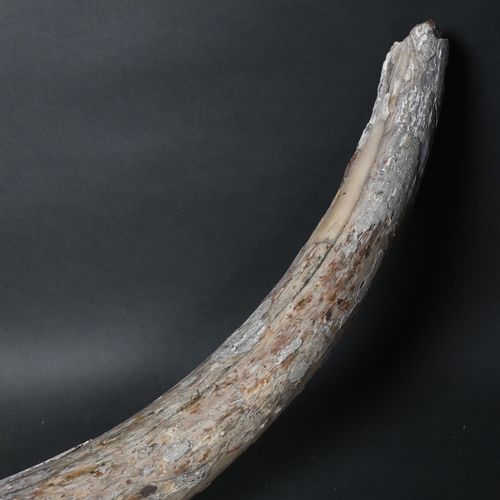 124 - Taxidermy - A fossilised Mammoth tusk, (Mammuthus primigenus), Pleistocene Epoch period, length 96cm