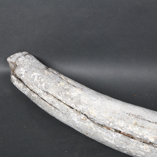 124 - Taxidermy - A fossilised Mammoth tusk, (Mammuthus primigenus), Pleistocene Epoch period, length 96cm