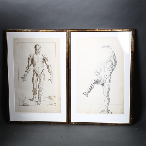 136 - After Andrews Vesuvius - A group of four human musculature prints, plate size 46 x 23cm, overall 58 ... 