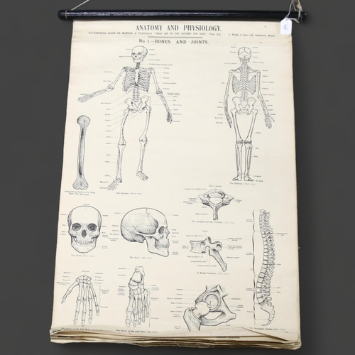 137 - Anatomy And Physiology - A group of six early 20th century illustrations based on Warwick & Tunstall... 