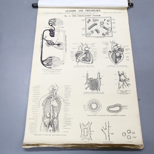 137 - Anatomy And Physiology - A group of six early 20th century illustrations based on Warwick & Tunstall... 