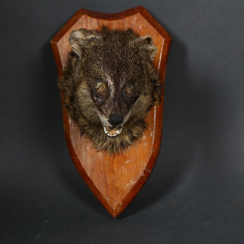 43 - Taxidermy  - a Banded Palm Civet, an adult shoulder mount looking straight a head, on stained pine s... 