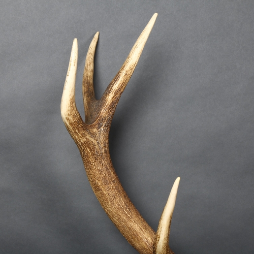 45 - Taxidermy  - a large set of Stag antlers, upper skull cap, ten point (6 and 4), on an oak shield pla... 