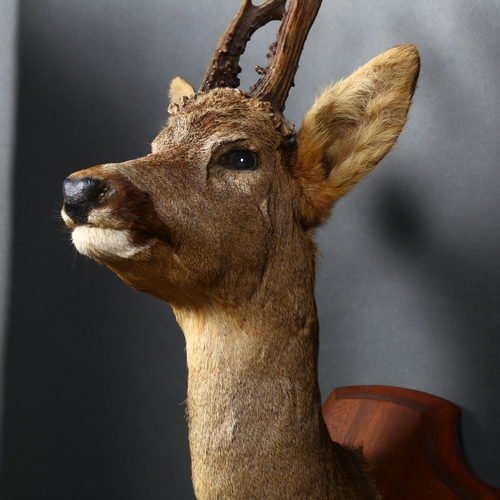 49 - Taxidermy - a female Roe Deer, shoulder mount, head facing forward, on oak shield plaque, from wall ... 